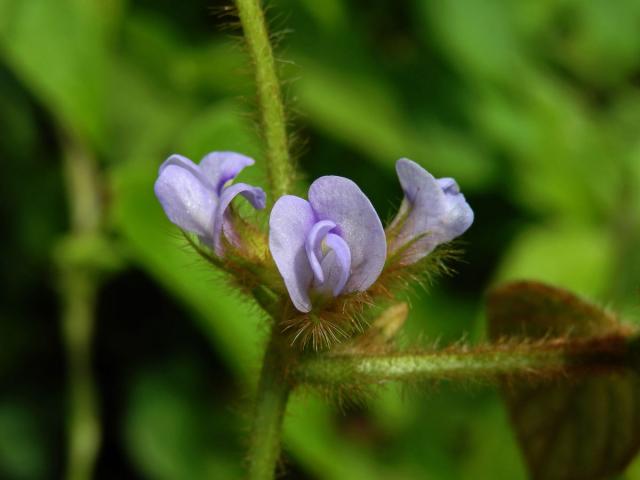 Calopogonium mucunoides Desv.