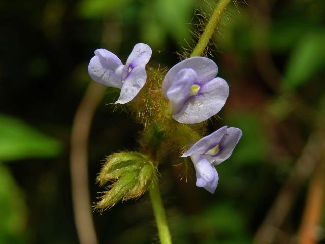 Calopogonium mucunoides Desv.