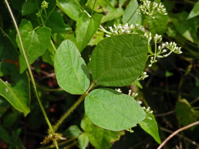 Calopogonium mucunoides Desv.