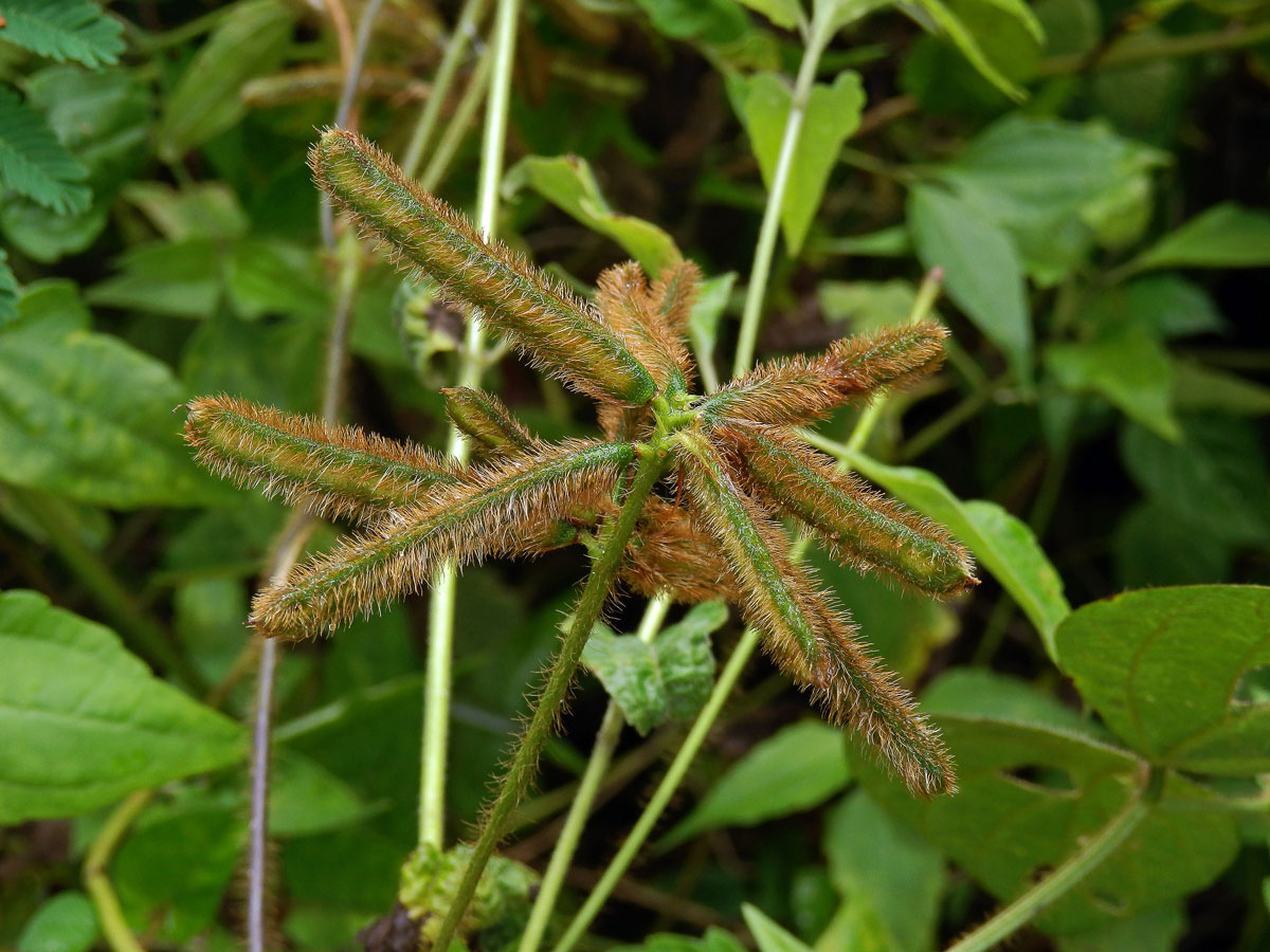 Calopogonium mucunoides Desv.