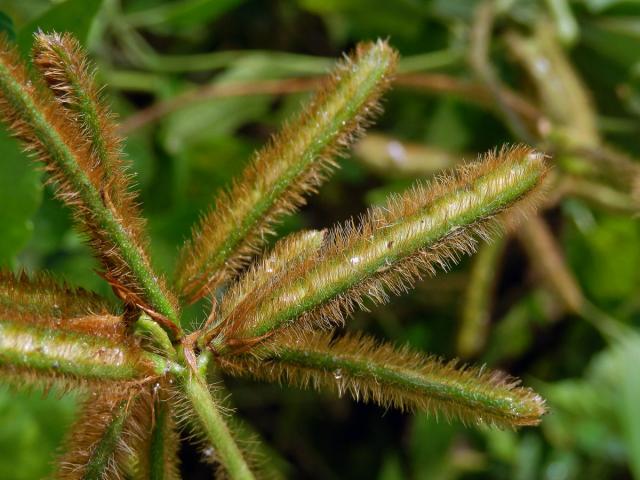 Calopogonium mucunoides Desv.