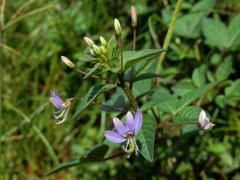 Luštěnice (Cleome rutidosperma DC.)