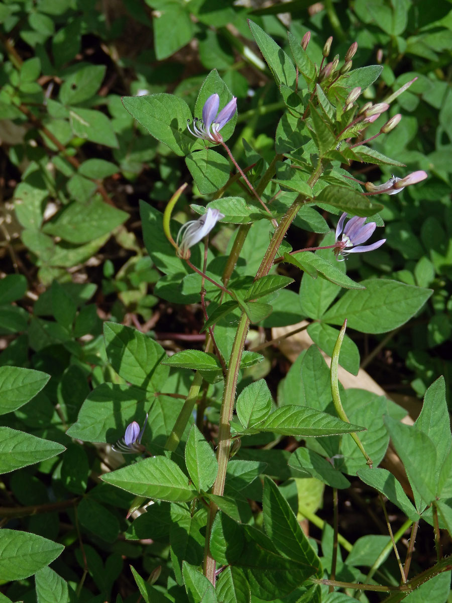 Luštěnice (Cleome rutidosperma DC.)