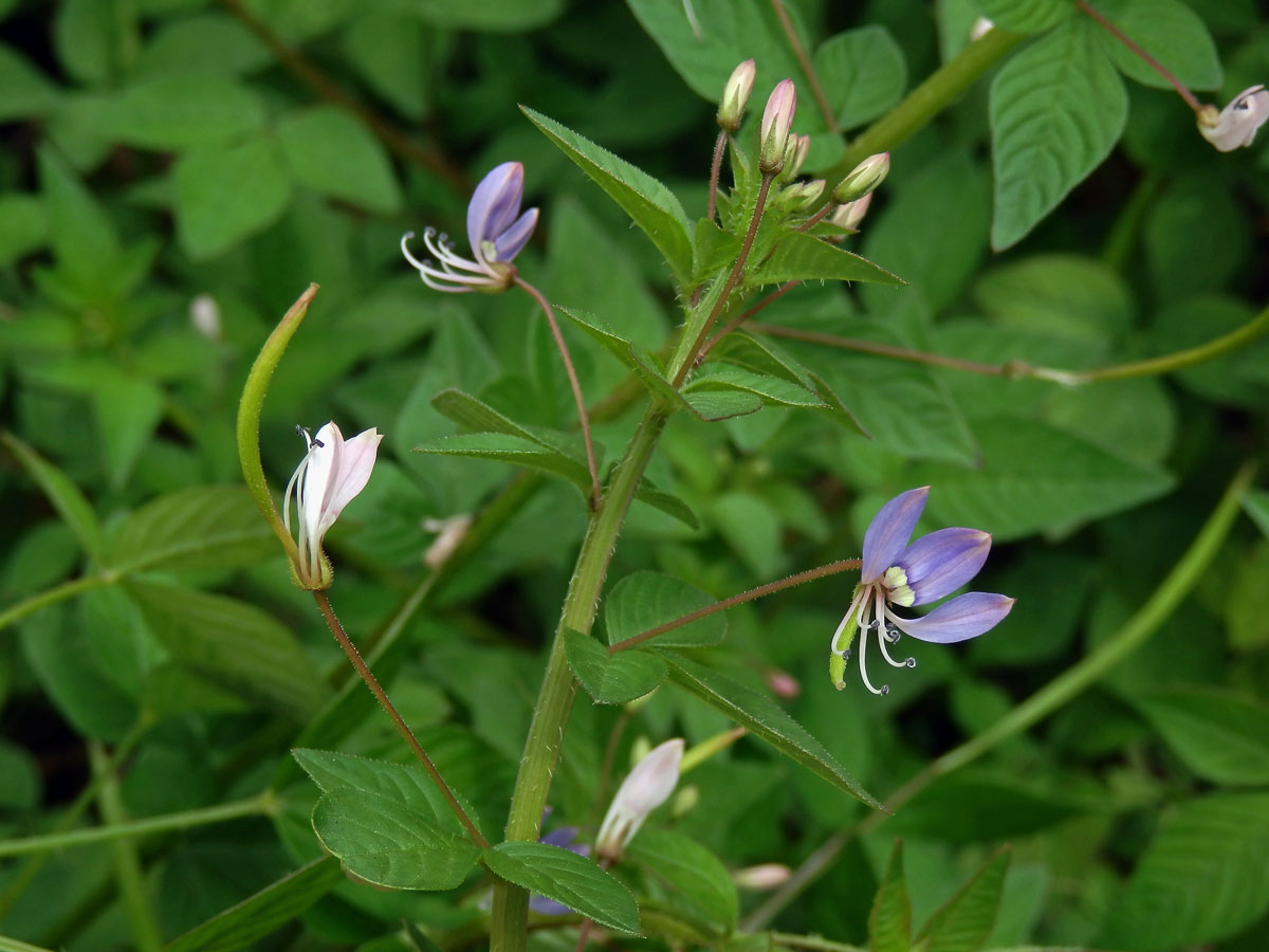 Luštěnice (Cleome rutidosperma DC.)