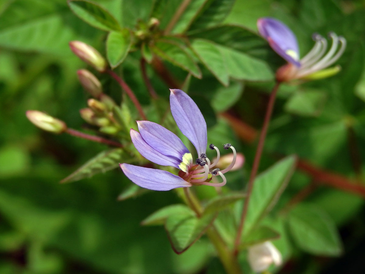 Luštěnice (Cleome rutidosperma DC.)