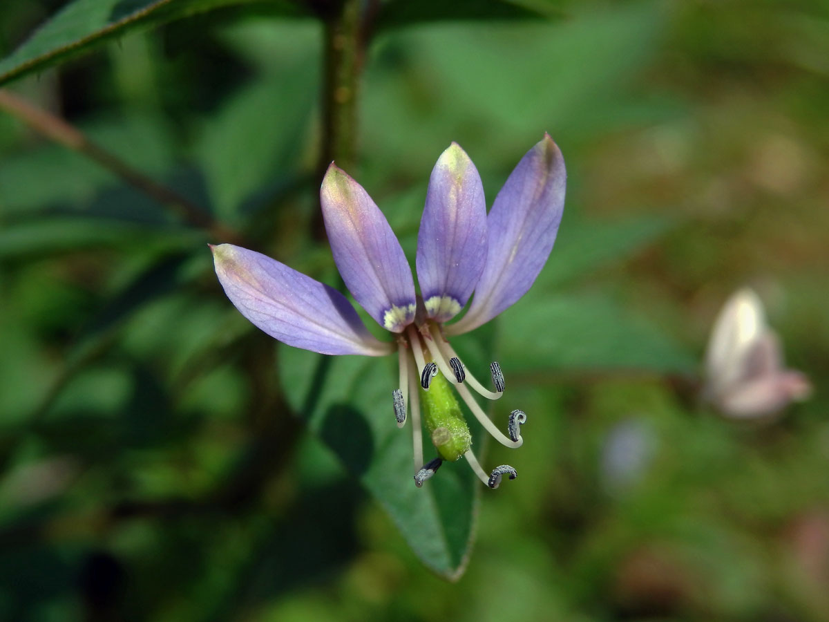 Luštěnice (Cleome rutidosperma DC.)