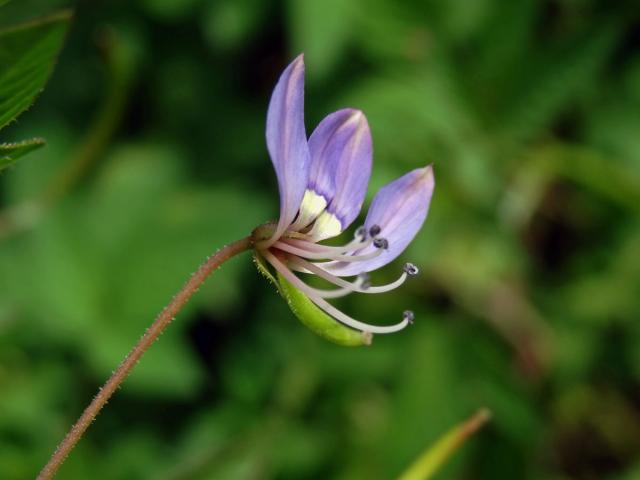 Luštěnice (Cleome rutidosperma DC.)