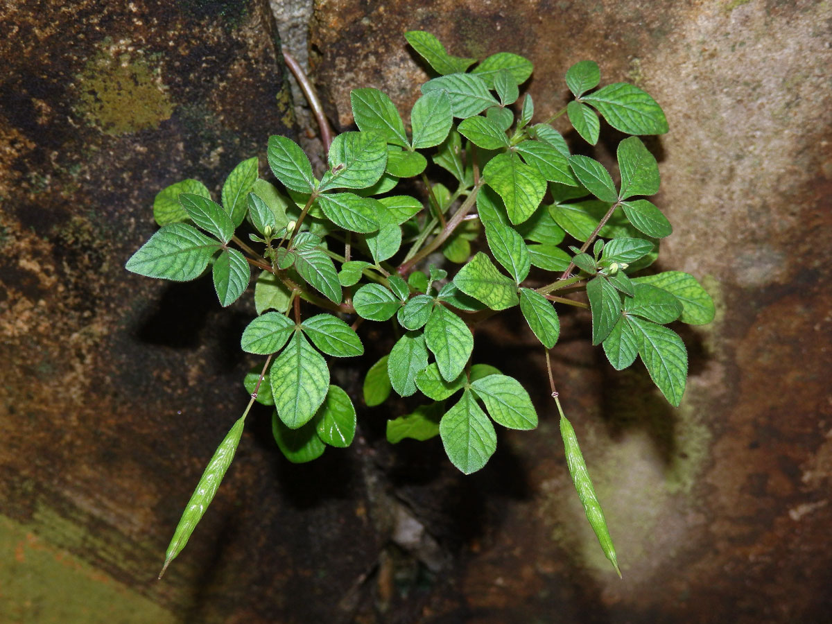 Luštěnice (Cleome rutidosperma DC.)