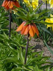 Řebčík královský (Fritillaria imperialis L.)