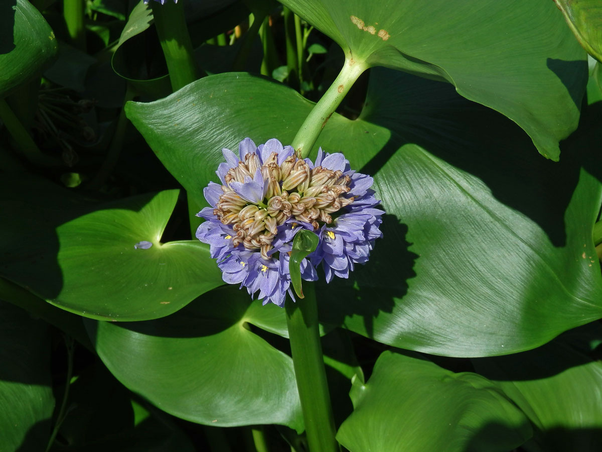 Monochoria hastata (L.) Solms