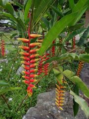 Heliconia rostrata Ruiz & Pavón