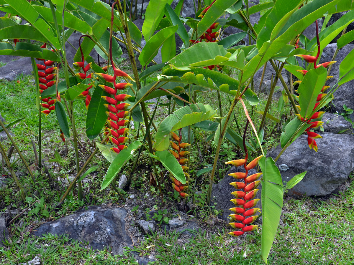 Heliconia rostrata Ruiz & Pavón