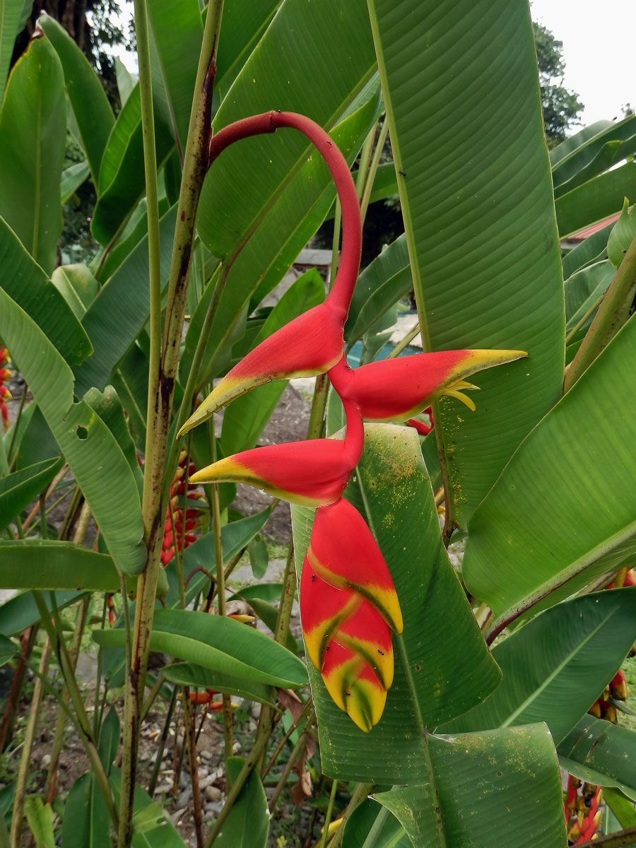 Heliconia rostrata Ruiz & Pavón