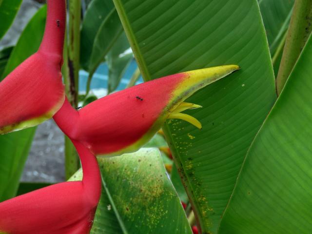 Heliconia rostrata Ruiz & Pavón