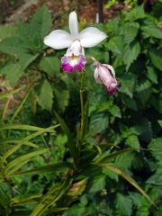 Arundina graminifolia (D. Don) Hochr.