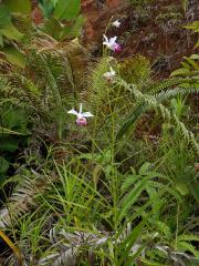 Arundina graminifolia (D. Don) Hochr.