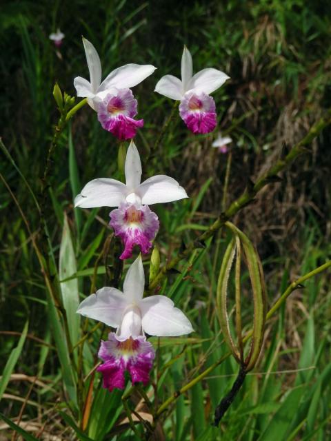 Arundina graminifolia (D. Don) Hochr.