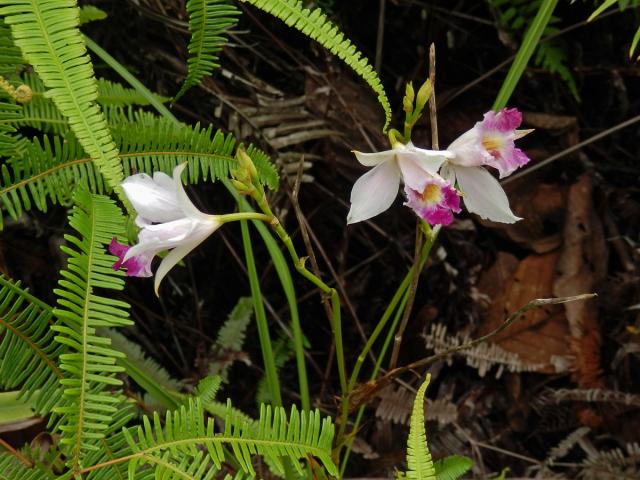 Arundina graminifolia (D. Don) Hochr.