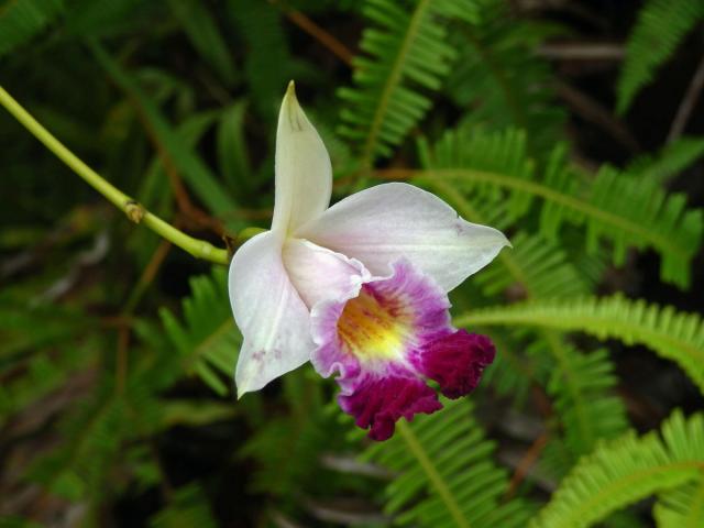 Arundina graminifolia (D. Don) Hochr.