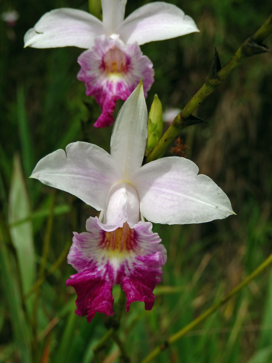 Arundina graminifolia (D. Don) Hochr.