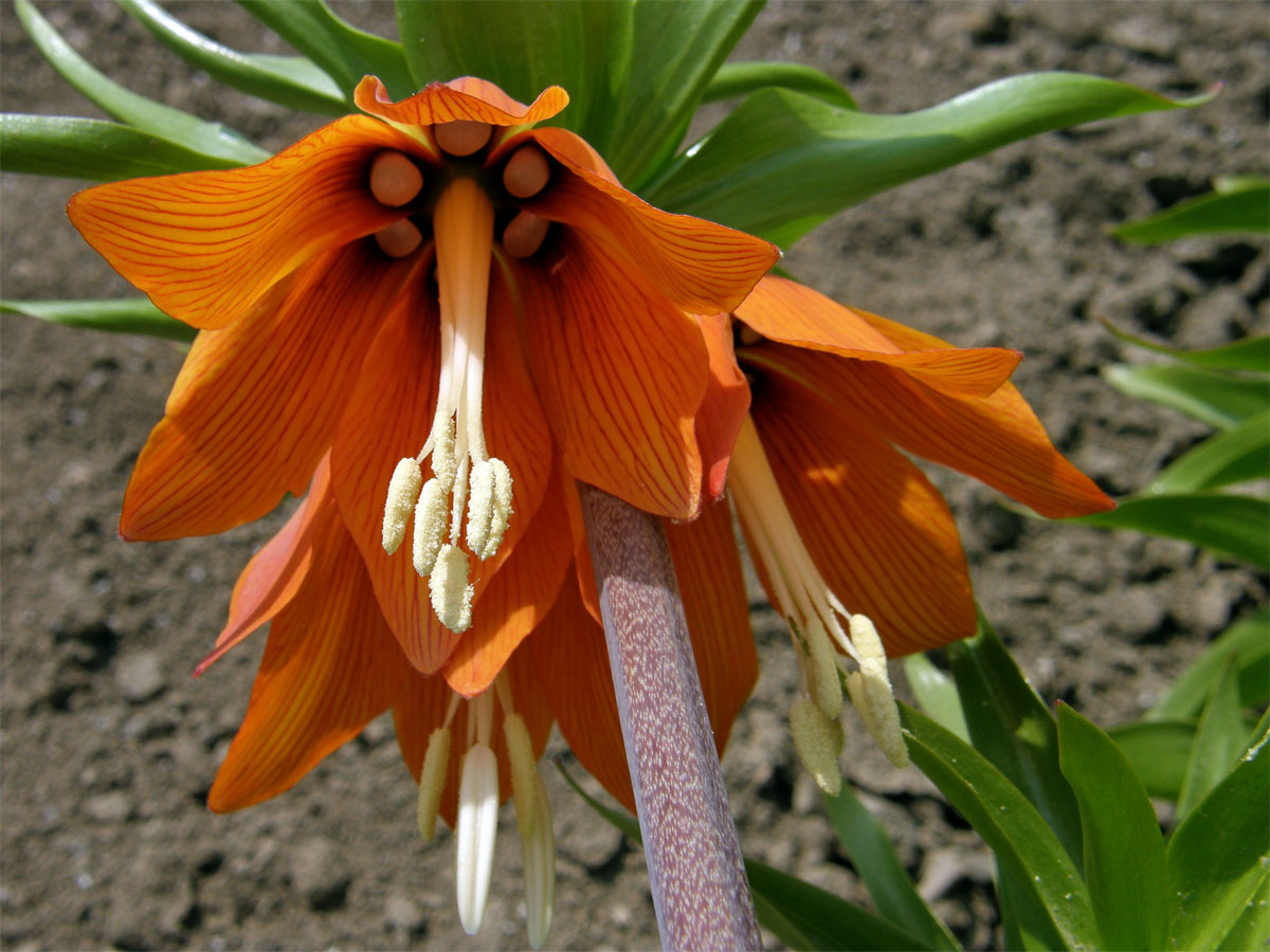 Řebčík královský (Fritillaria imperialis L.)