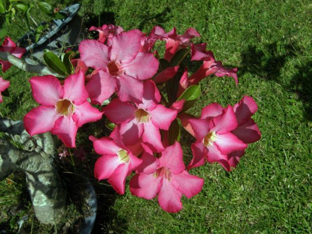 Adenium obesum (Forssk.) Roem. & Schult.