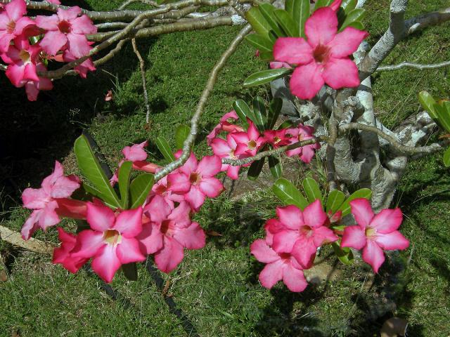 Adenium obesum (Forssk.) Roem. & Schult.