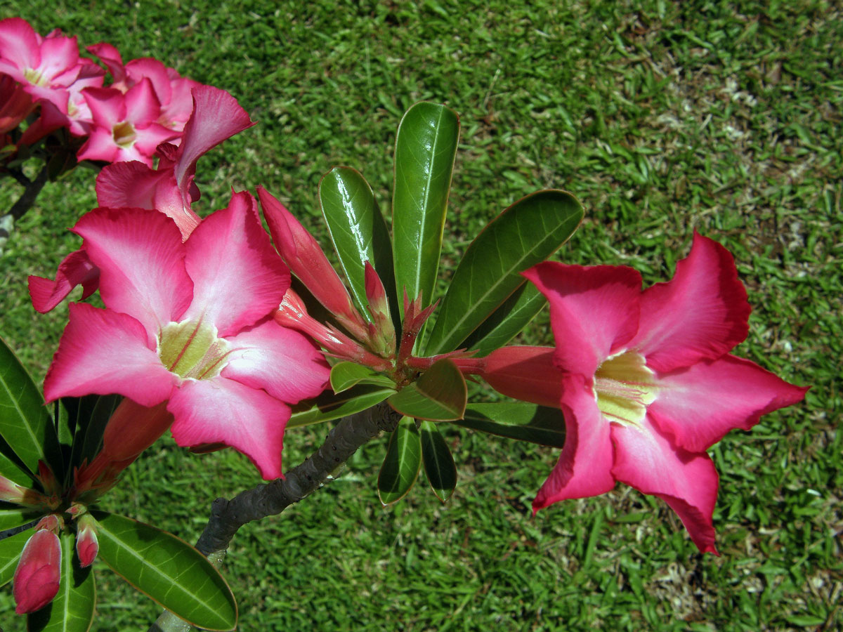 Adenium obesum (Forssk.) Roem. & Schult.