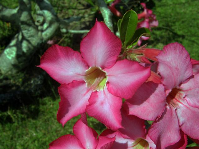 Adenium obesum (Forssk.) Roem. & Schult.