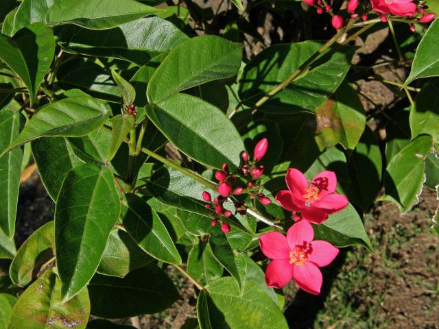 Dávivec (Jatropha integerrima Jacq.)