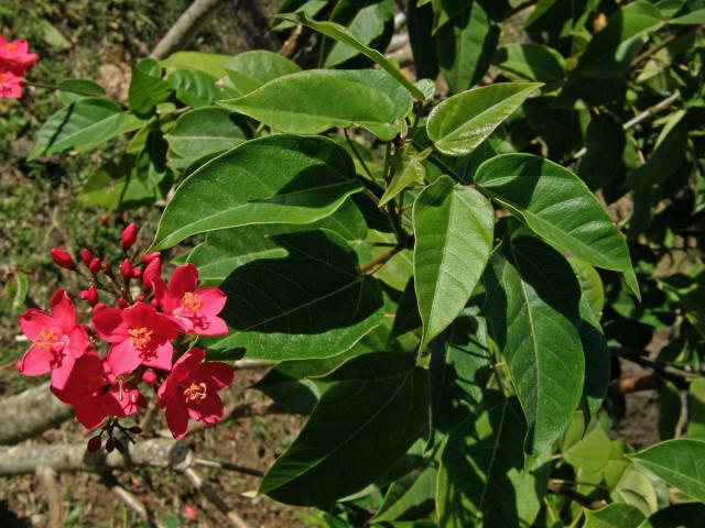 Dávivec (Jatropha integerrima Jacq.)