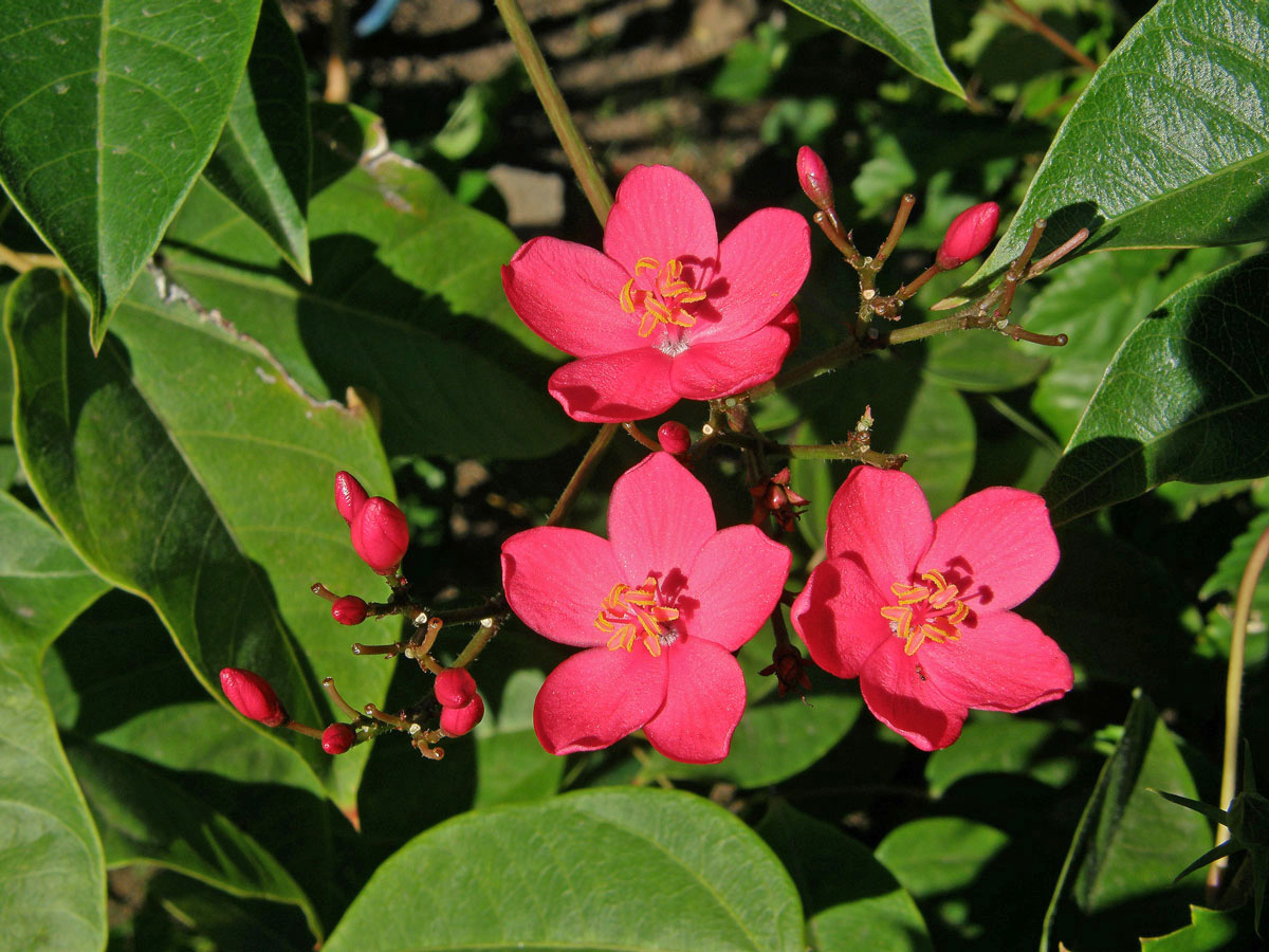 Dávivec (Jatropha integerrima Jacq.)