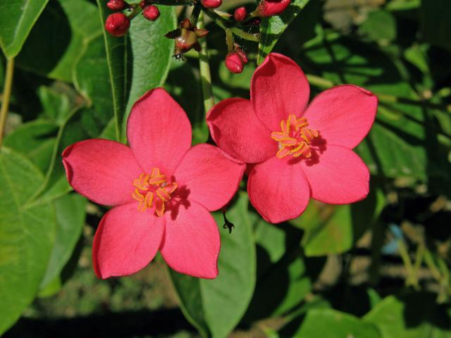 Dávivec (Jatropha integerrima Jacq.)