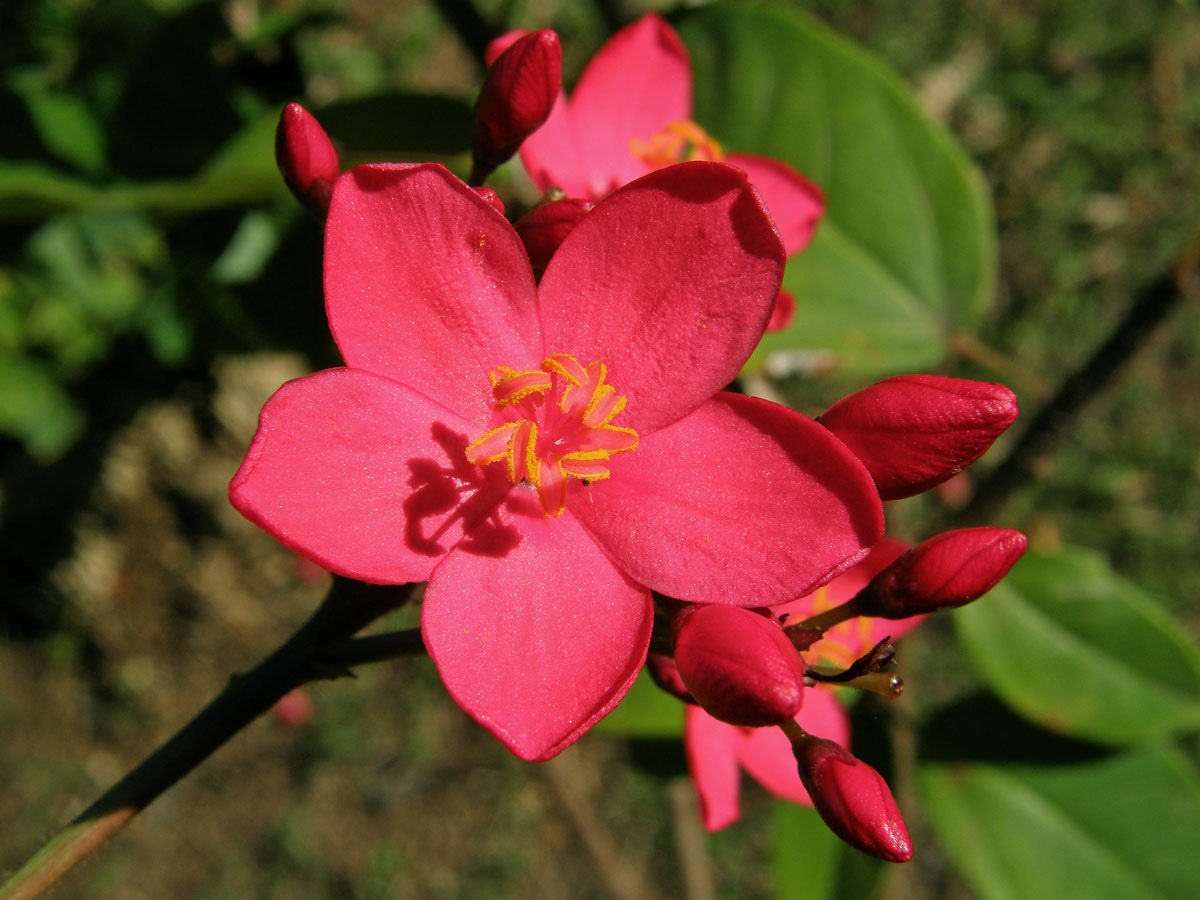 Dávivec (Jatropha integerrima Jacq.)