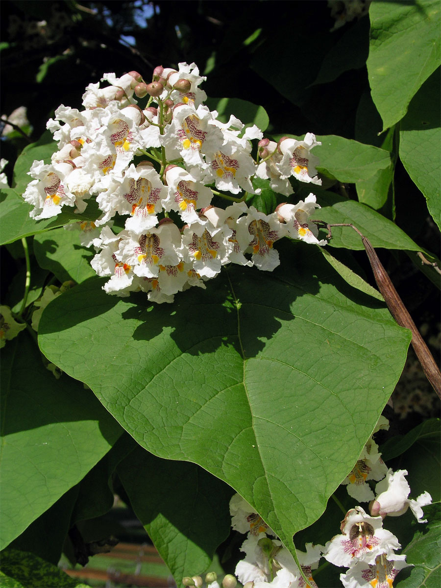 Katalpa trubačovitá(Catalpa bignonioides Walt.)