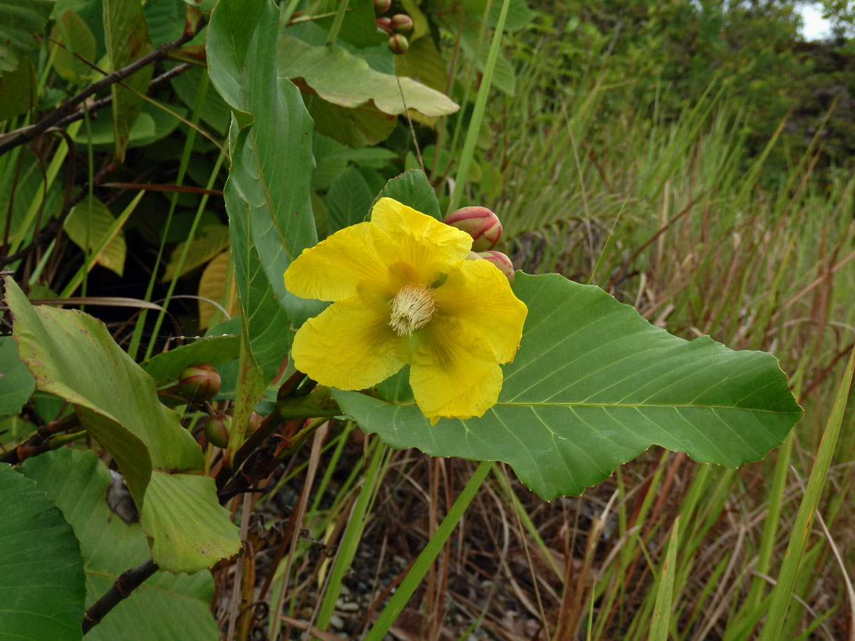 Hodara (Dillenia suffruticosa (Griff.) Martelli)