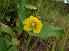 Hodara (Dillenia suffruticosa (Griff.) Martelli)  