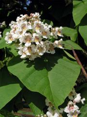 Katalpa trubačovitá(Catalpa bignonioides Walt.)