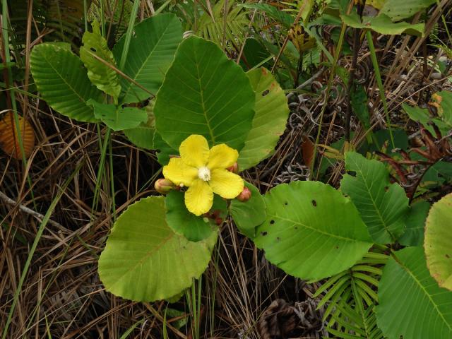 Hodara (Dillenia suffruticosa (Griff.) Martelli)