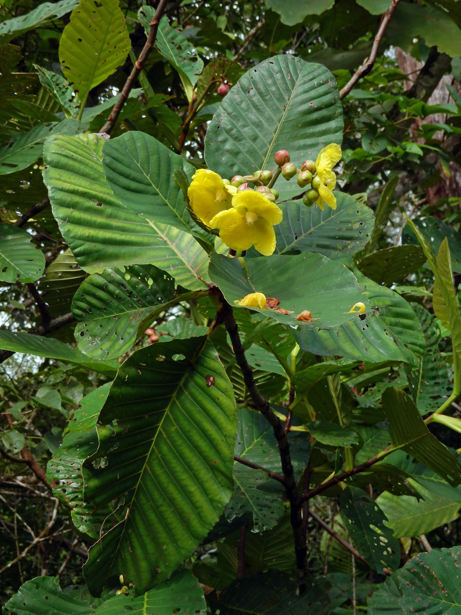 Hodara (Dillenia suffruticosa (Griff.) Martelli)