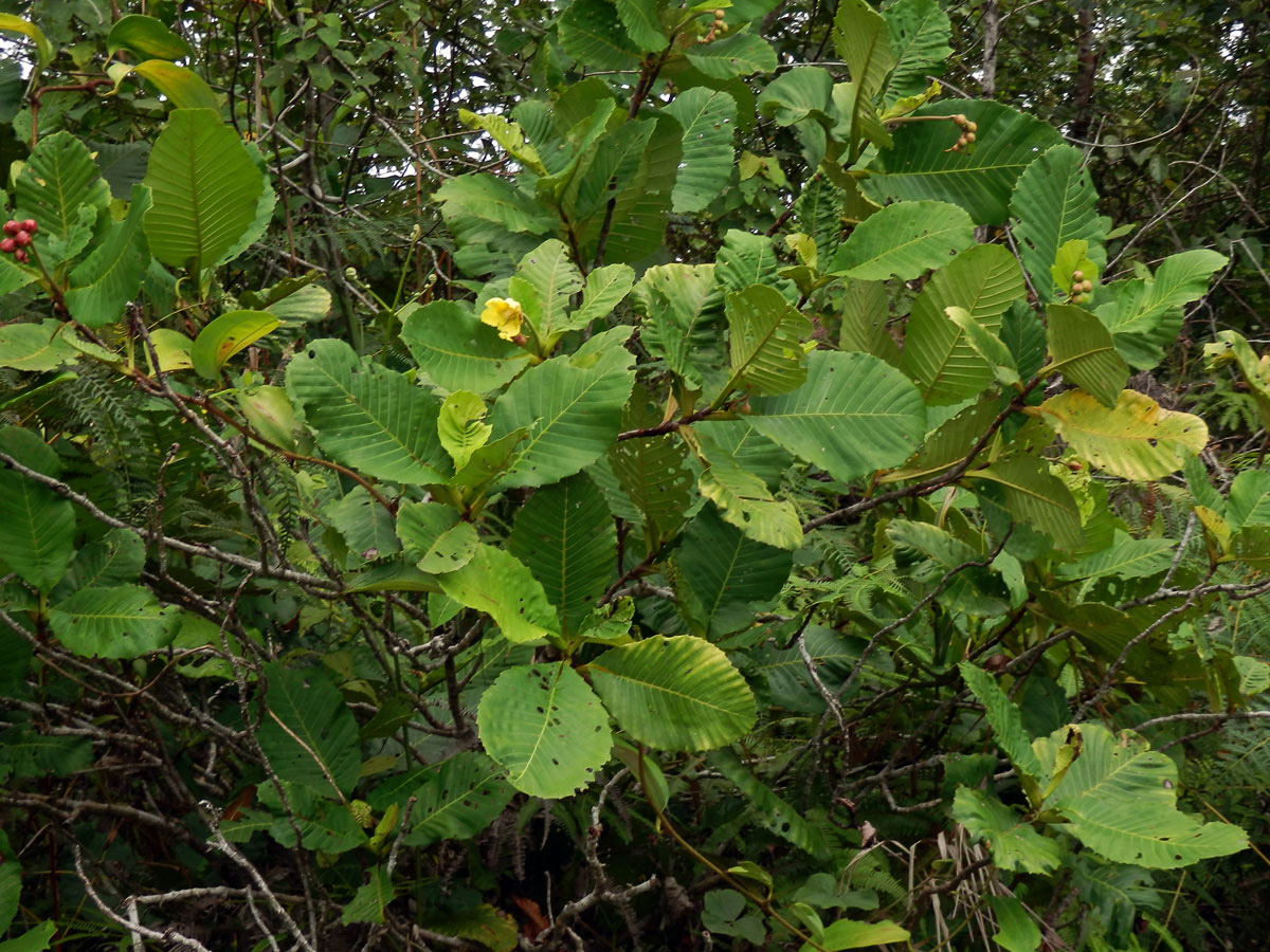 Hodara (Dillenia suffruticosa (Griff.) Martelli)