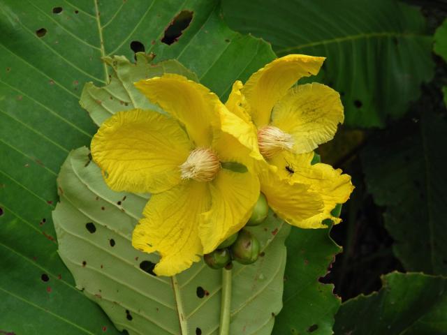 Hodara (Dillenia suffruticosa (Griff.) Martelli)