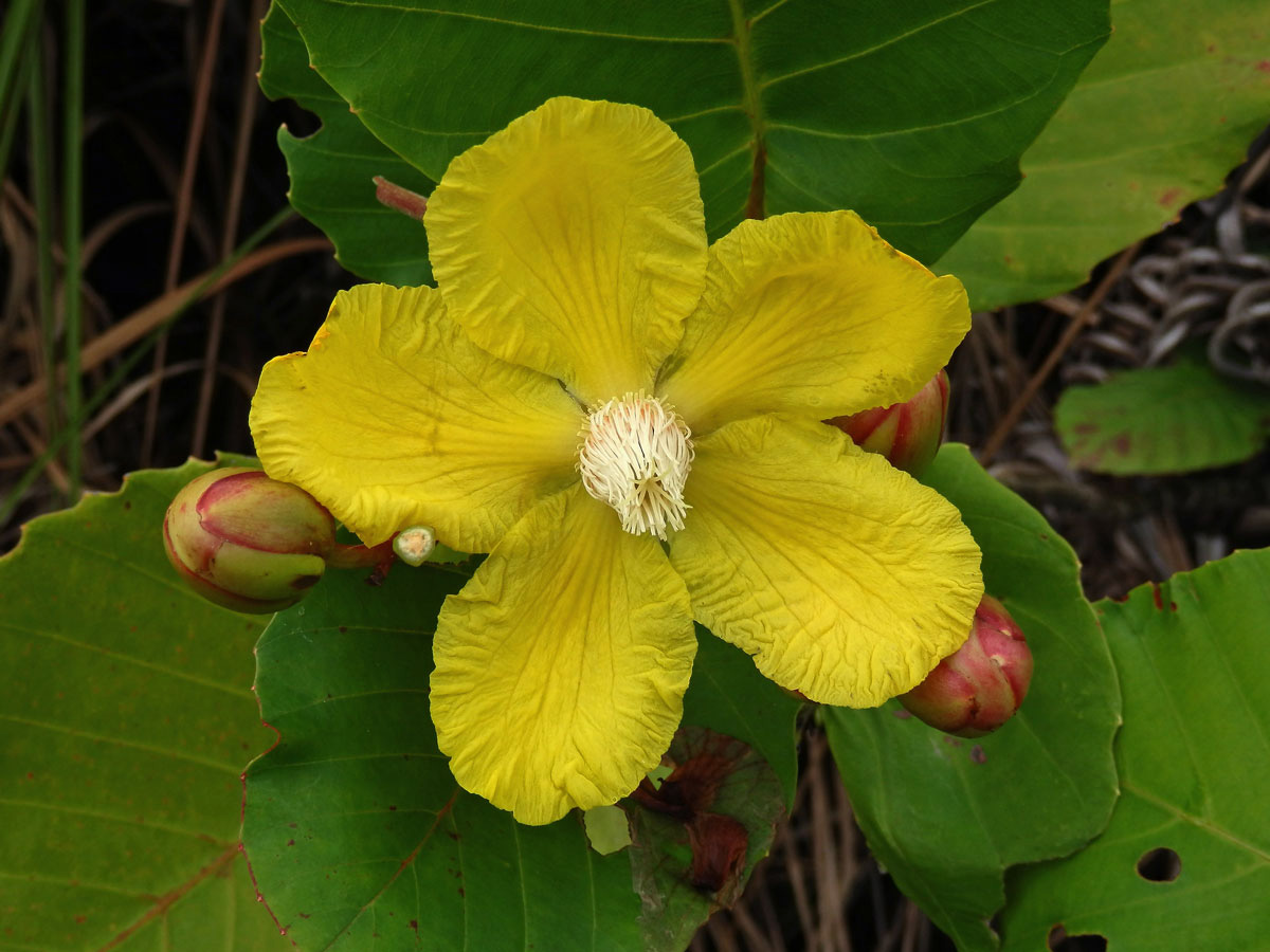 Hodara (Dillenia suffruticosa (Griff.) Martelli)