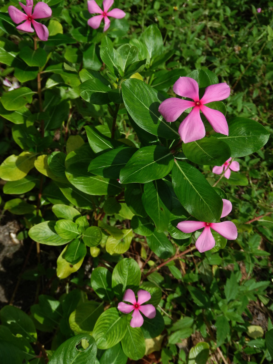 Catharanthus roseus (L.) G. Don.