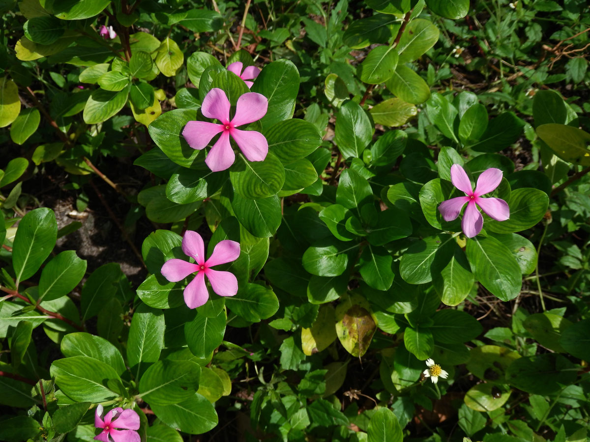 Catharanthus roseus (L.) G. Don.