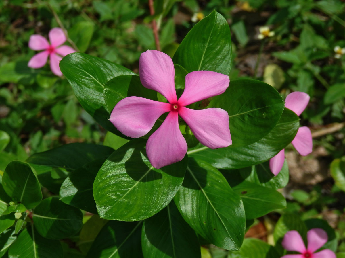 Catharanthus roseus (L.) G. Don.