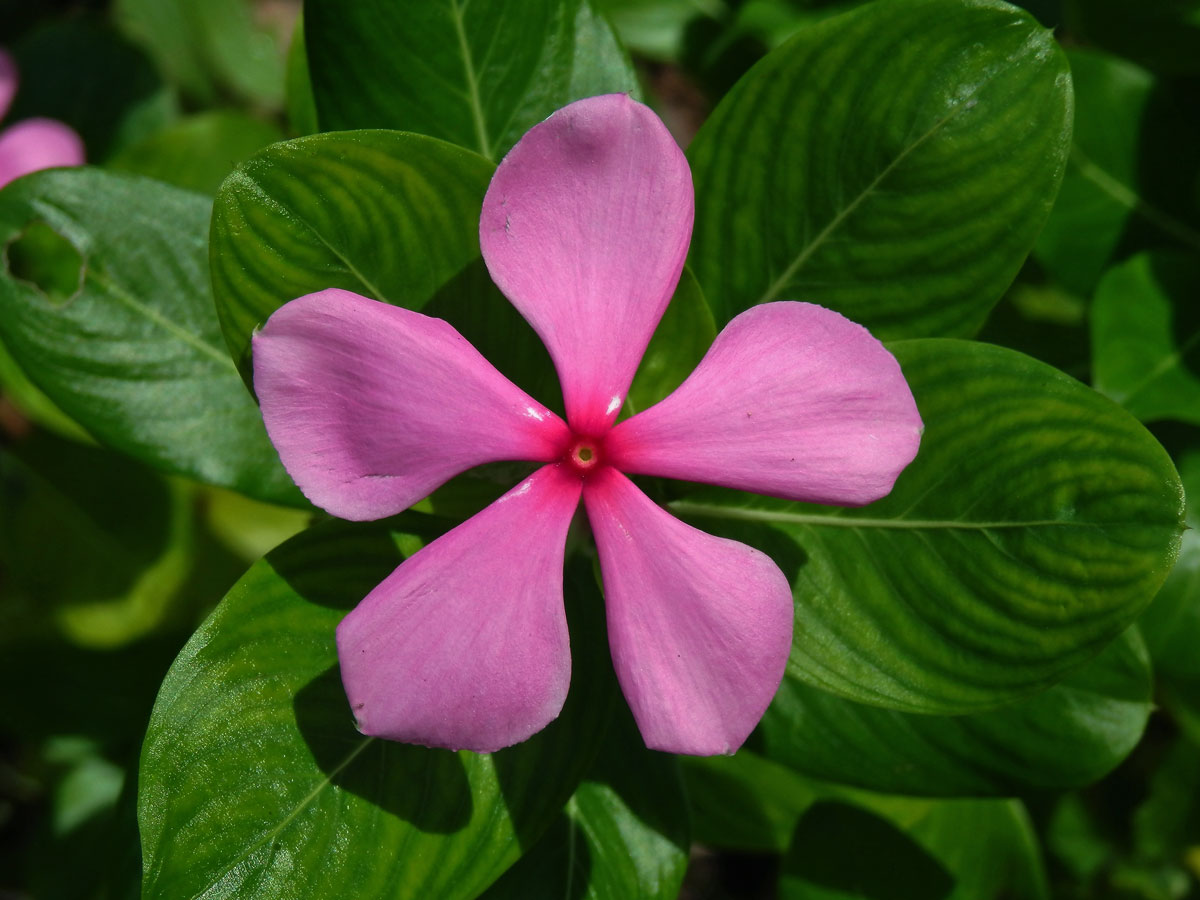 Catharanthus roseus (L.) G. Don.