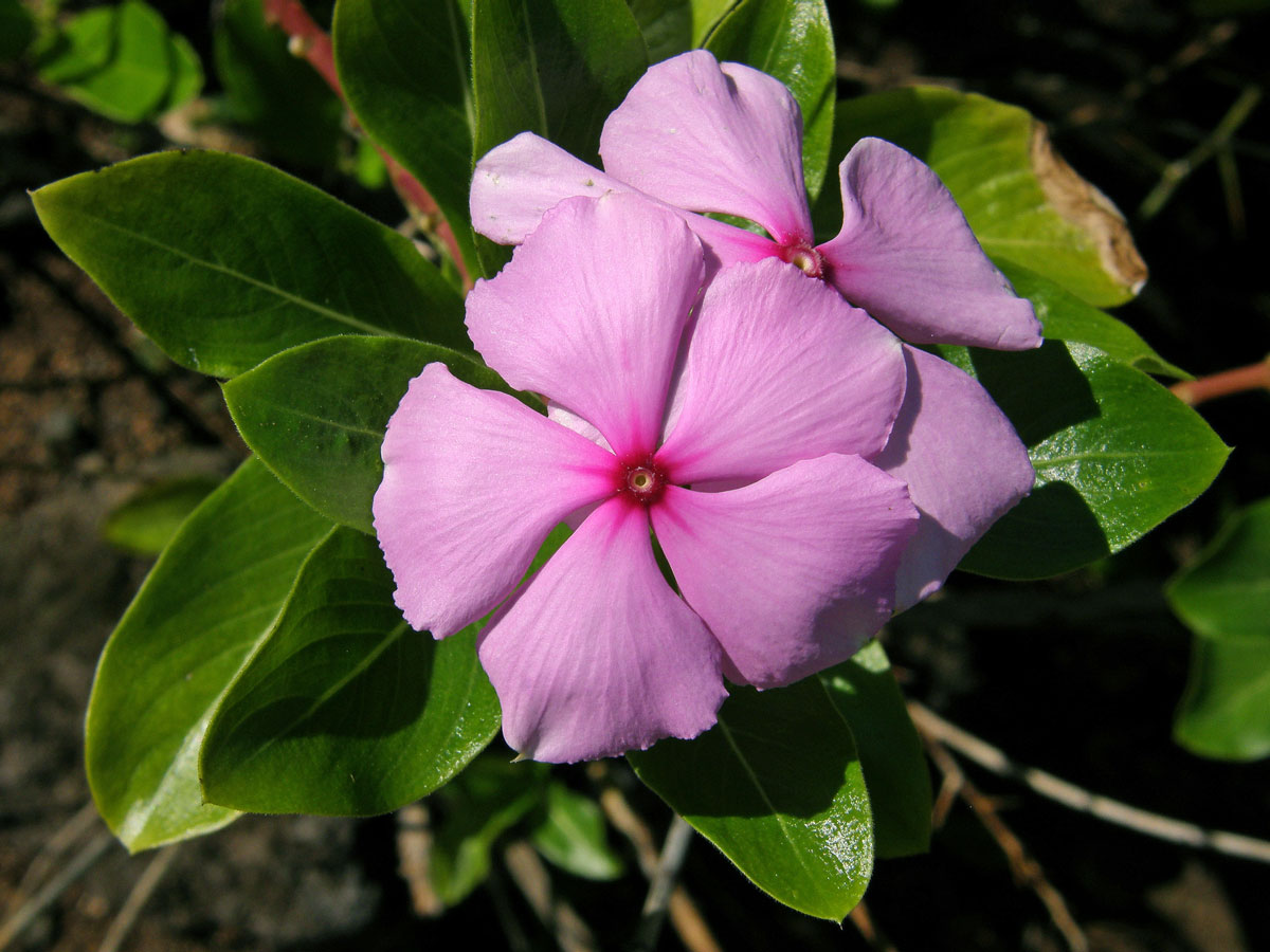 Catharanthus roseus (L.) G. Don.