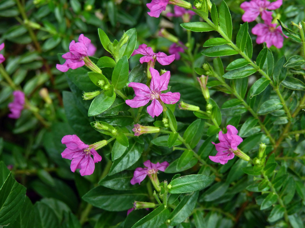 Hlazenec (Cuphea hyssopifolia Kunth)