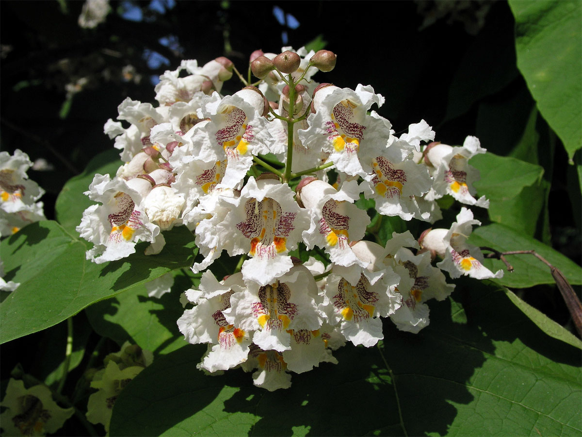 Katalpa trubačovitá(Catalpa bignonioides Walt.)